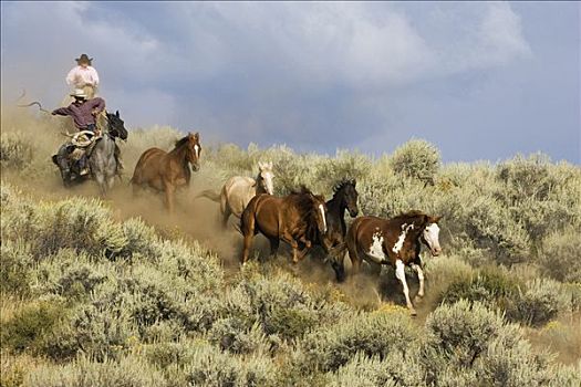 牛仔,放牧,家养马,马,群体,山艾树,俄勒冈