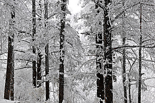 松树林树挂雪景