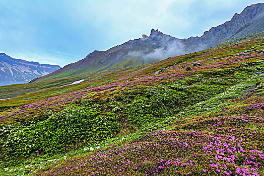 长白山高山花卉