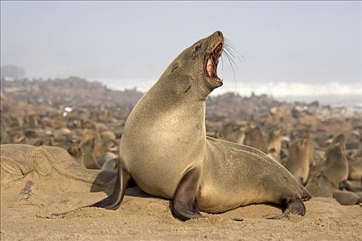 叫,岬角毛海豹,毛海狮,克罗斯角,大西洋海岸,纳米比亚