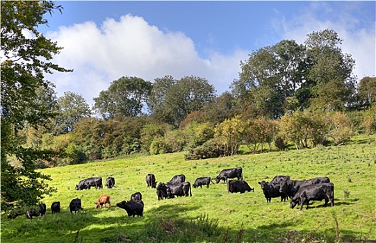 英国,自然,母牛