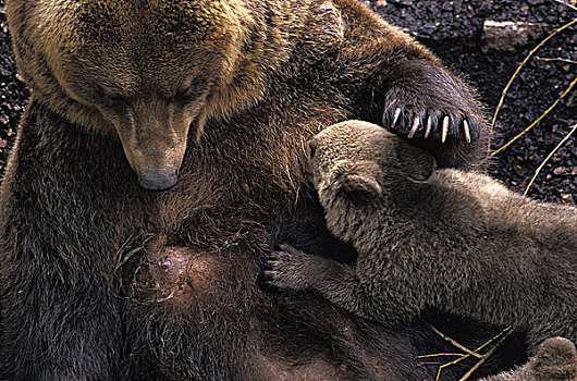 棕熊,幼兽,吸吮