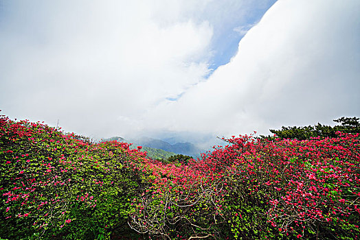 杜鹃花,大别山