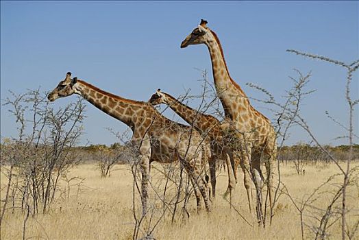 长颈鹿,埃托沙国家公园,纳米比亚,非洲