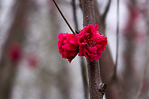 桃花,碧桃