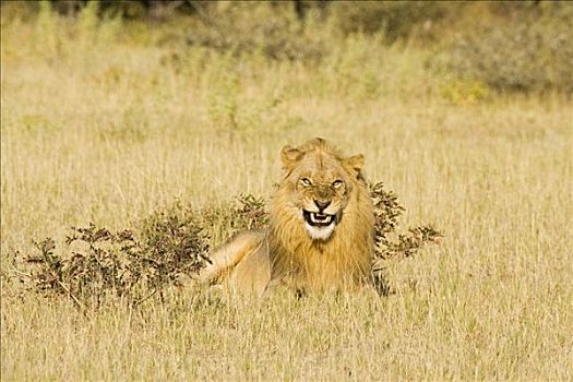 狮子,雄性,埃托沙国家公园,纳米比亚,非洲