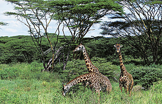 马赛长颈鹿,群,站立,肯尼亚