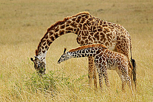母亲,婴儿,马赛长颈鹿,马塞马拉野生动物保护区,肯尼亚