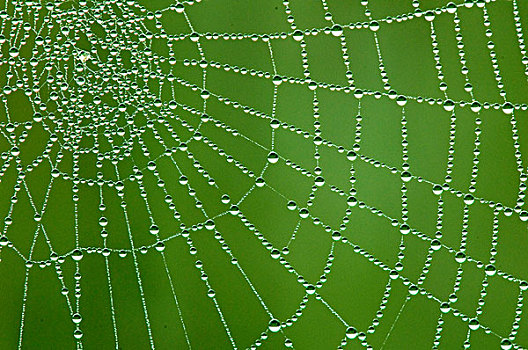 蜘蛛网,奥克纳根谷,南方,不列颠哥伦比亚省,加拿大