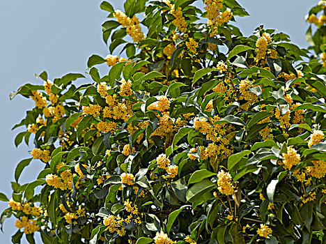 金桂树图片 特点图片