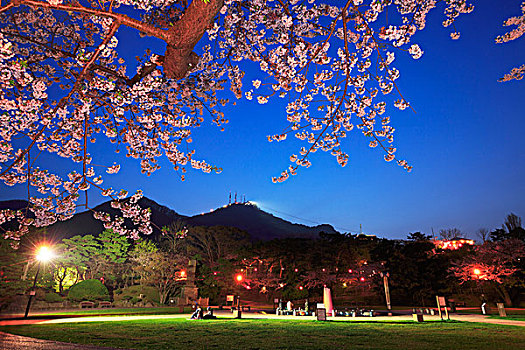 北海道,函馆,樱桃树,夜晚