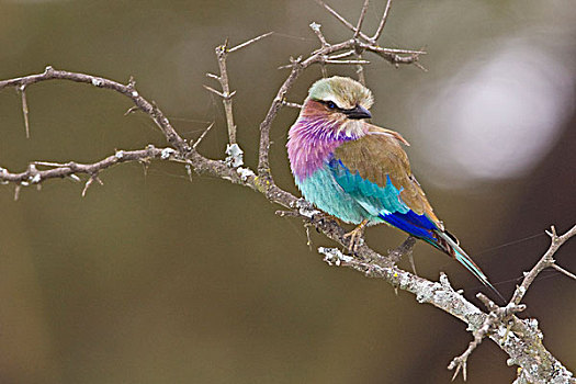 非洲,肯尼亚,紫胸佛法僧鸟,湖