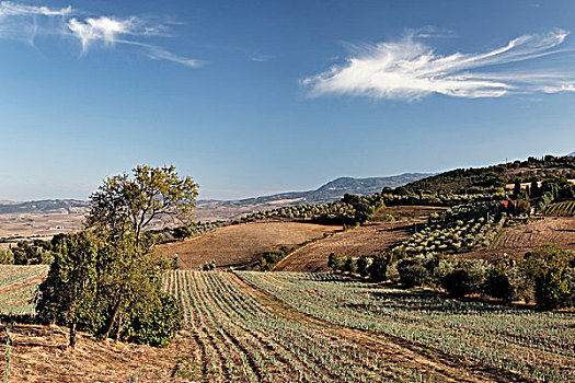 橄榄树,葡萄园,托斯卡纳,意大利