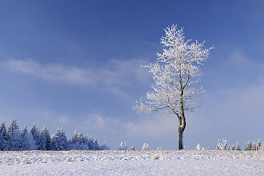 积雪,树,山峦,黑森州,德国