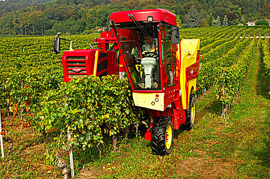 葡萄,丰收,葡萄酒,机械化,收获,机器,区域,沃州,瑞士,欧洲