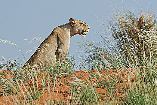 南非,卡拉哈里沙漠,卡拉哈迪大羚羊国家公园,雌狮