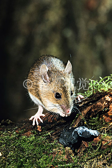 国家二级保护鼠类图片图片