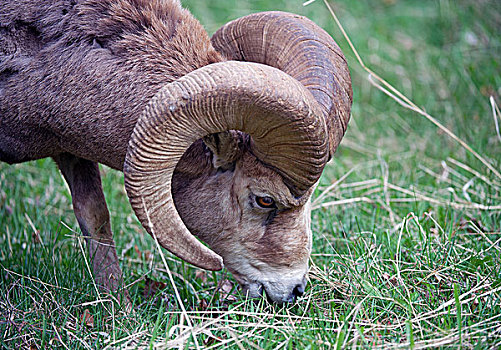 大角羊,雄性,瓦特顿湖国家公园,艾伯塔省,省,加拿大,北美