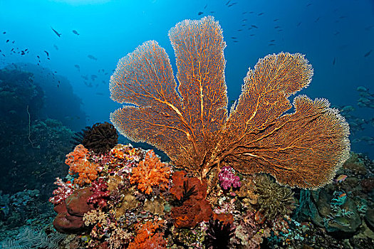 珊瑚礁,屋顶,大,柳珊瑚目,多样,软珊瑚,软珊瑚目,石头,珊瑚,石珊瑚,海洋,百合,海百合纲,鱼,大堡礁,太平洋,澳大利亚,大洋洲