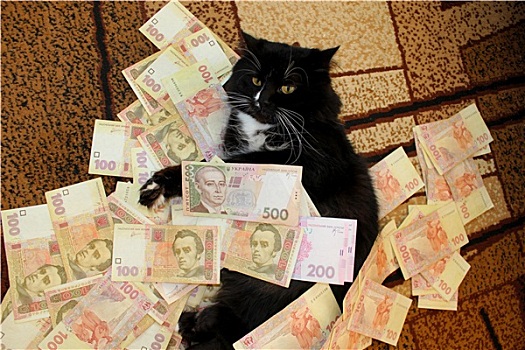 猫,躺着,地毯,乌克兰人,钱