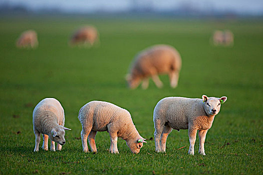 生活,绵羊,羊羔,特塞尔,荷兰,欧洲