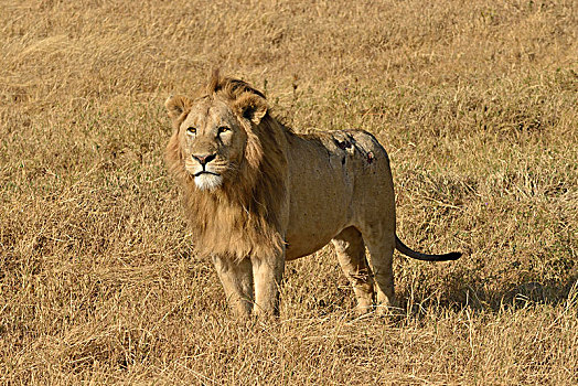 狮子,鬃毛,恩戈罗恩戈罗,塞伦盖蒂,坦桑尼亚,非洲