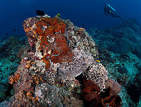 珊瑚,红色,海绵,潜水,巴厘岛,印度尼西亚