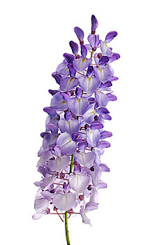 紫藤,花