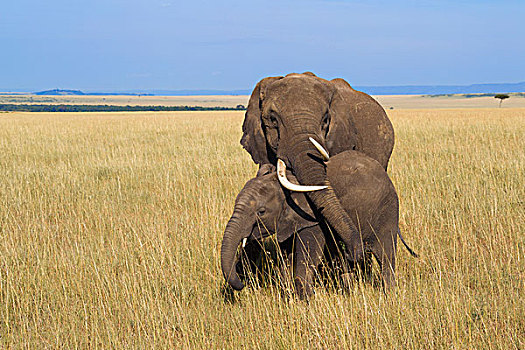 非洲,灌木,大象,非洲象,马赛马拉国家保护区,肯尼亚