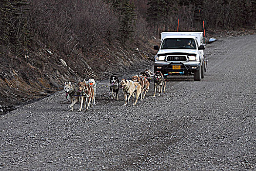 团队,雪橇犬,向上,跑,正面,皮卡,训练,德纳利国家公园和自然保护区,室内,阿拉斯加,秋天