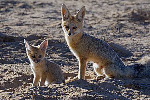 狐狸,狐属,幼兽,坐,靠近,洞穴,晨光,卡拉哈迪大羚羊国家公园,北开普,南非,非洲