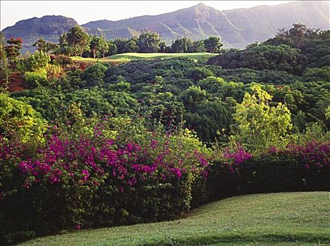 夏威夷,考艾岛,考艾礁湖,高尔夫球场,基乐球场,场地,花,植被,线条,绿色