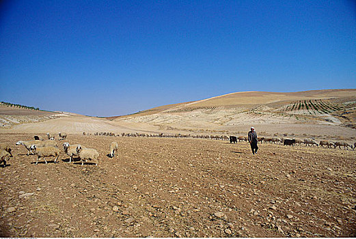 羊群,地点,土耳其