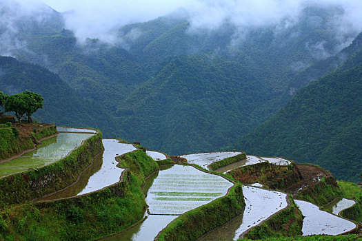 梯田,田园,田野,春色,雾,春雨,绿色