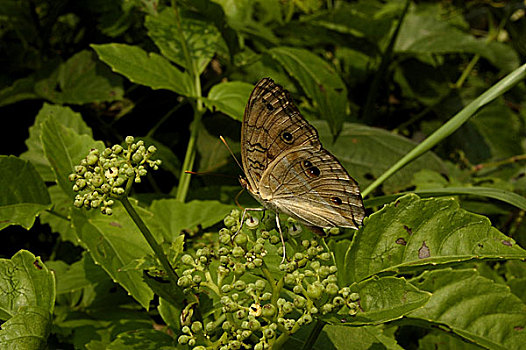 蝴蝶,野生,植物,库尔纳市,孟加拉,九月,2009年
