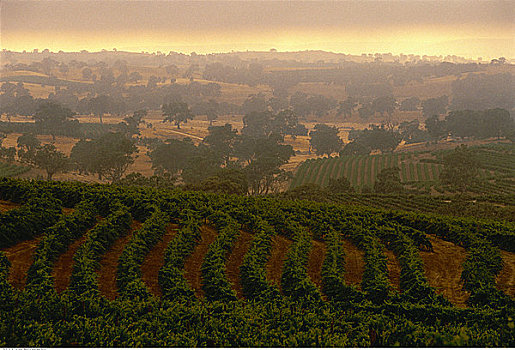 葡萄酒,葡萄园,澳大利亚