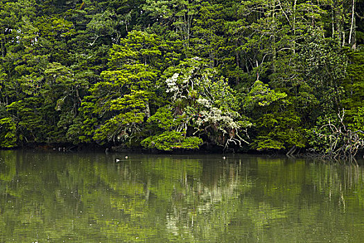 树,反射,河,奥克兰,区域,北岛,新西兰