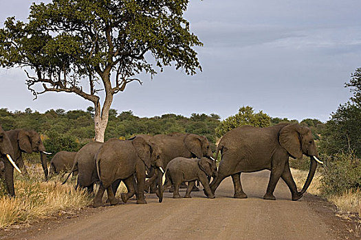 非洲象,牧群,克鲁格国家公园,南非