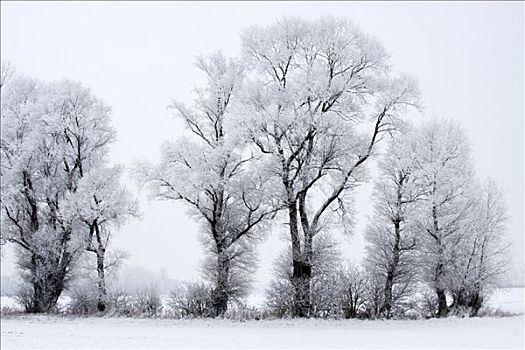 树,遮盖,白霜,雪景,冬天,冬季风景,自然保护区,石荷州,德国