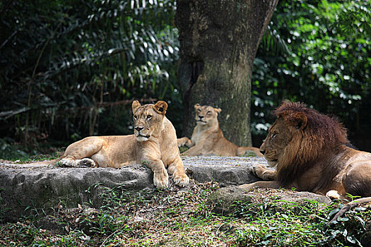 新加坡动物园狮子