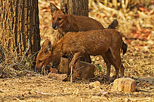 野狗,虎,自然保护区,印度