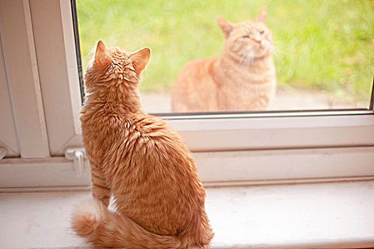 姜,猫,向外看,窗台,看