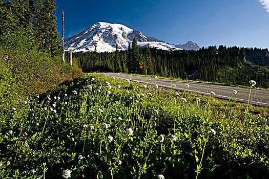 野花,道路,山,雷尼尔山,背景,国家公园,华盛顿,美国