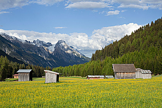 春天,山谷,靠近,提洛尔,奥地利