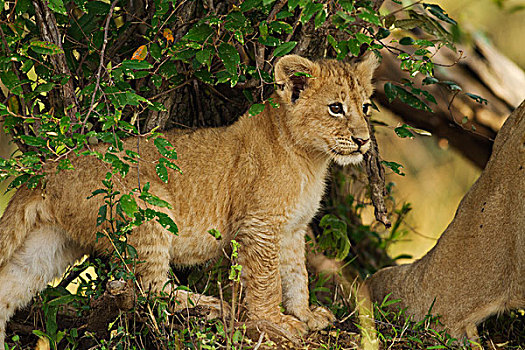 幼狮,狮子,灌木,马赛马拉,野生动植物保护区,肯尼亚