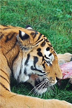 虎,吃