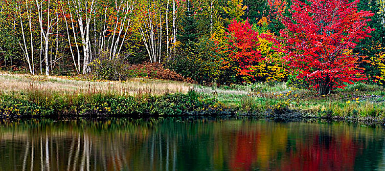 秋天,反射,湖,瓦尔登,安大略省,加拿大