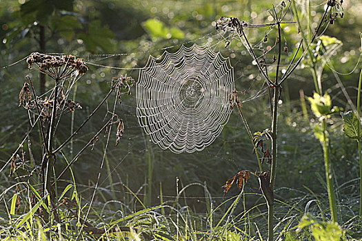 蜘蛛网,球体,遮盖,早晨,露珠,巴伐利亚,德国,欧洲