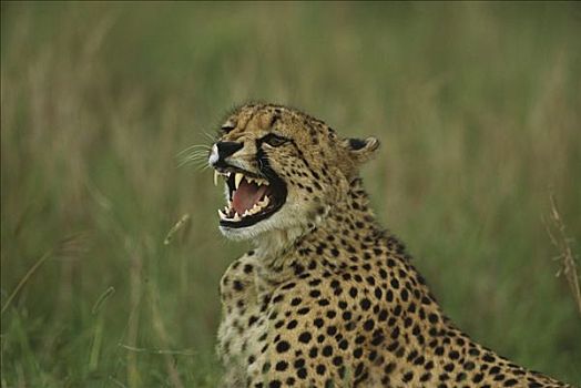 印度豹,猎豹,雌性,狰狞,夏天,资源,南非