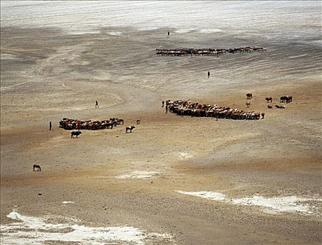 牛,盐滩,靠近,等待,转,水,热,区域,肯尼亚,白天